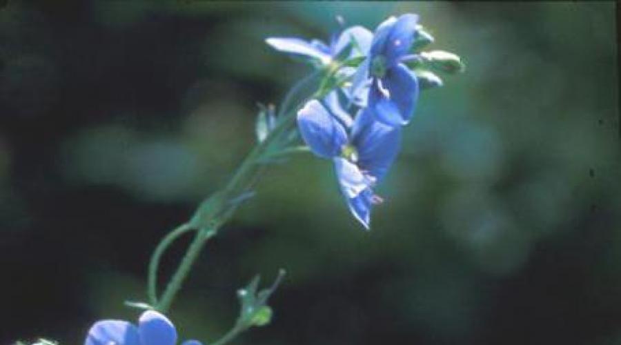 Многолетние цветы вероника: особенности выращивания в открытом грунте. Вероникаструм: посадка и уход в домашних условиях Растение вероника белая