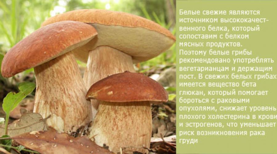 Белые грибы полезные свойства калорийность. Белый гриб. Как лучше готовить