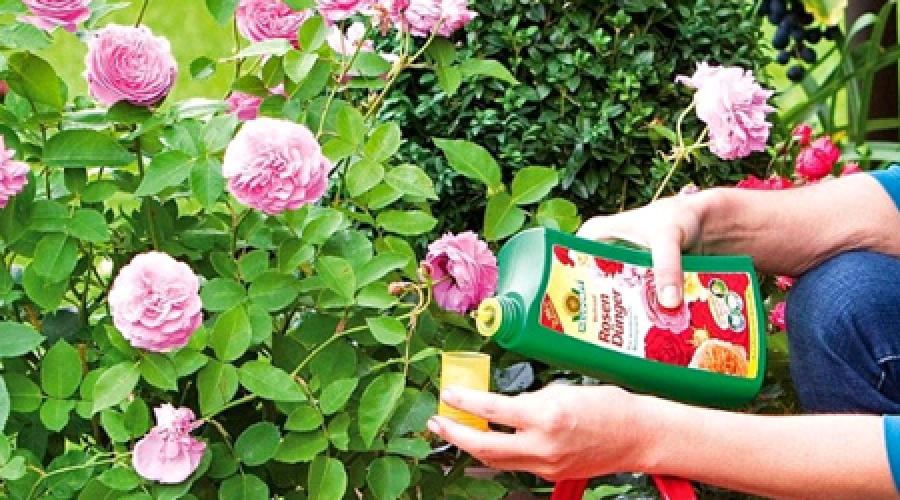 Можно ли вырастить садовую розу дома в горшке. Условия домашнего выращивания роз. Посадка роз черенками в домашних условиях Выращивание роз в комнатных условиях