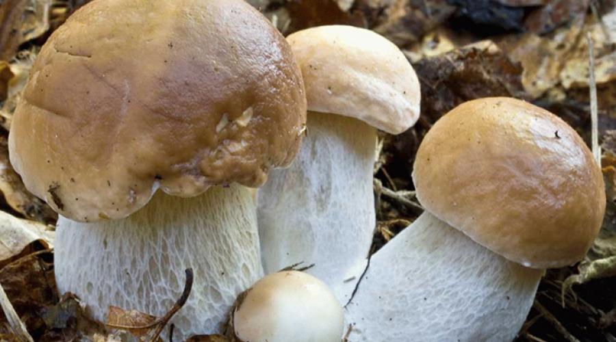 Белый гриб: польза и вред, полезные свойства. Белый гриб (боровик) Можно ли есть белые грибы