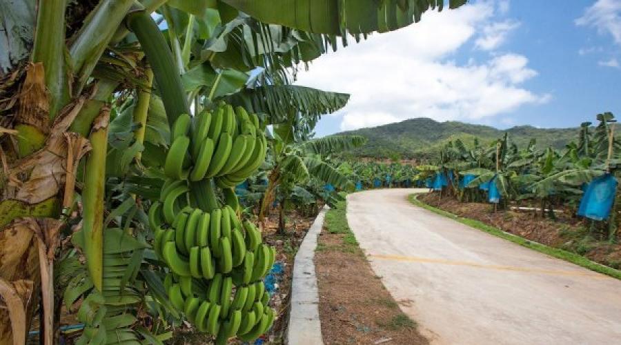 Самые главные страны африки по выращиванию бананов. Гурмания. Возможные проблемы в выращивании банана