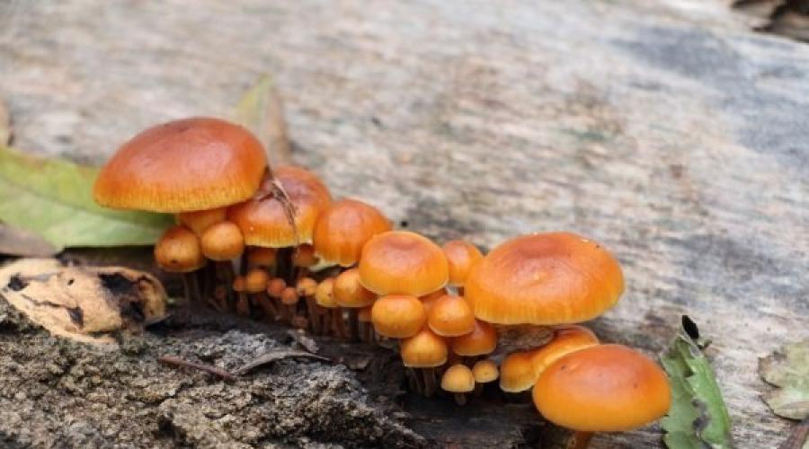 Грибы сосновых лесов. Виды грибов которые можно есть. Какие грибы растут в сосновом лесу Грибы которые растут в соснах осенью