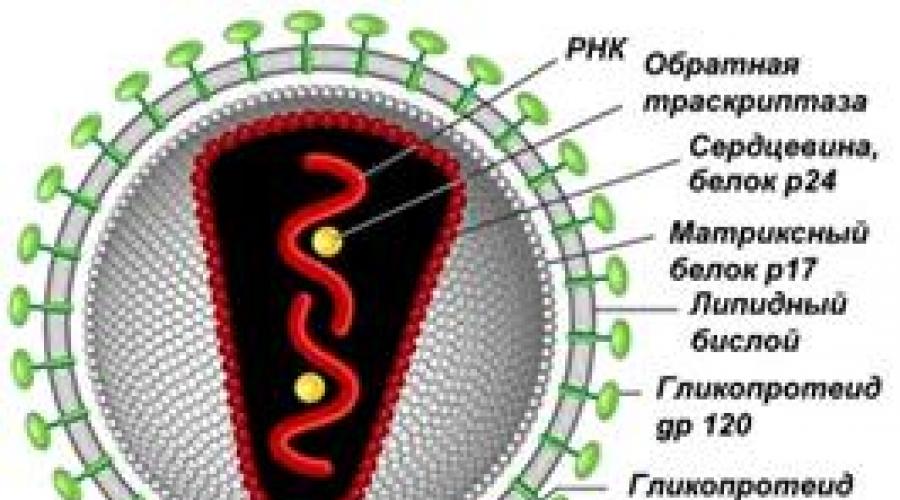 Вич вирус рисунок. Схема строения вириона ВИЧ. Строение вируса ВИЧ рисунок. Структура вируса СПИД. Структура вируса ВИЧ.